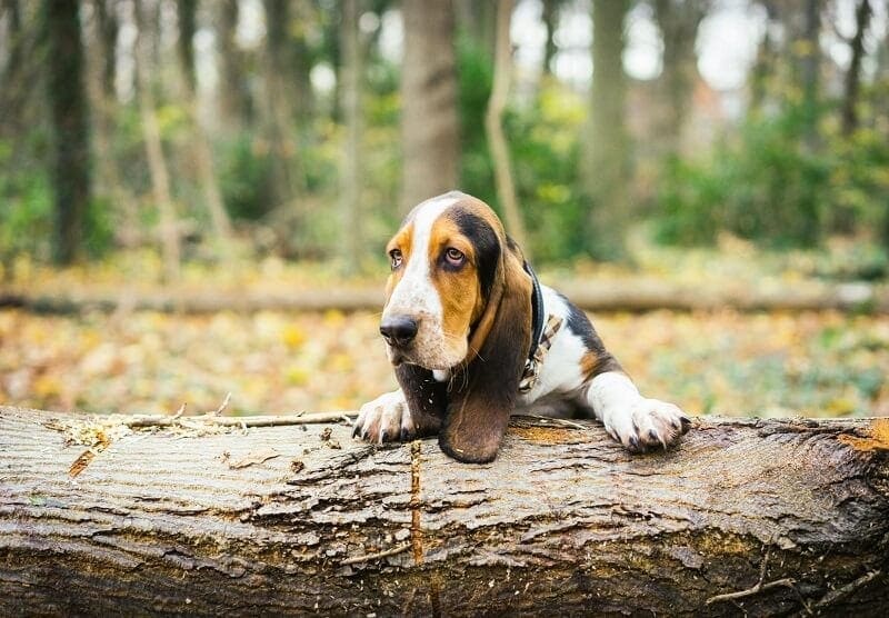 Google Sues Scammer for 'Puppy Fraud' Scheme Targeting the Elderly