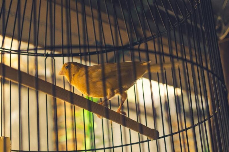 NordVPN Replaces Warrant Canary With Transparency Reports